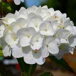 Photo Hortensia macrophylla Madame Emile Mouillère