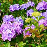 Photo Hortensia macrophylla Merveille