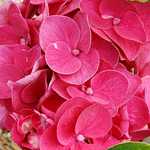 Photo Hortensia Sanguinea