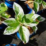 Photo Hortensia Tricolor