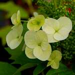 Photo Hortensia à feuilles de chêne