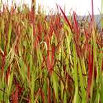 Photo Imperata cylindrica red baron