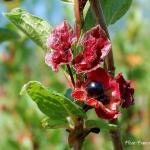 Photo Chèvrefeuille involucré ledebourii