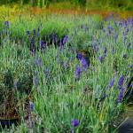 Photo Lavande vraie Hidcote blue