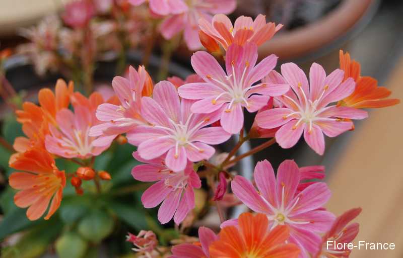 Photo Lewisia cotyledon