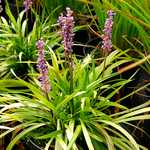 Photo Liriope muscari ingwersen