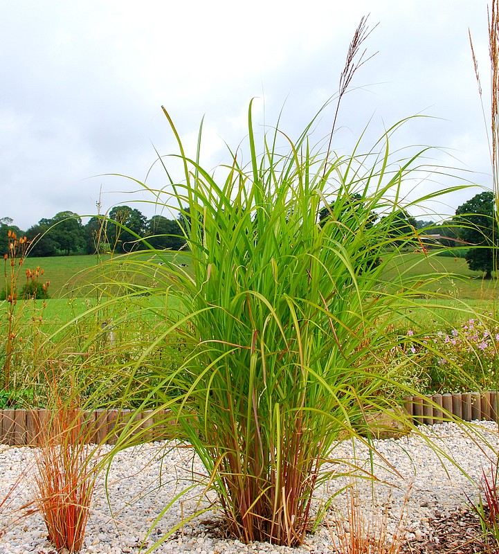 Miscanthus sinensis Hybrid late