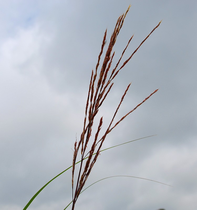 Miscanthus sinensis Hybrid late