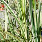 Photo Miscanthus sinensis variegatus