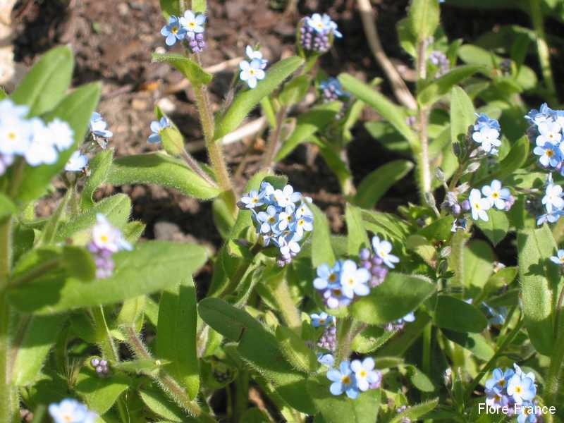 Photo Myosotis