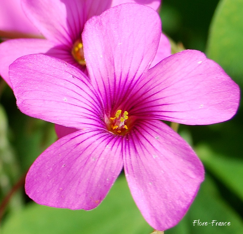 Photo Oxalis articulée