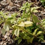 Photo Pachysandra terminalis green carpet