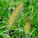 Photo Pennisetum alopecuroides Hameln