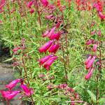 Photo Penstemon Garnet