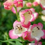 Photo Penstemon Osprey