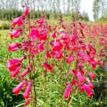 Photo Penstemon Pennington gem