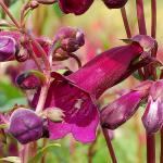 Photo Penstemon Rich Ruby