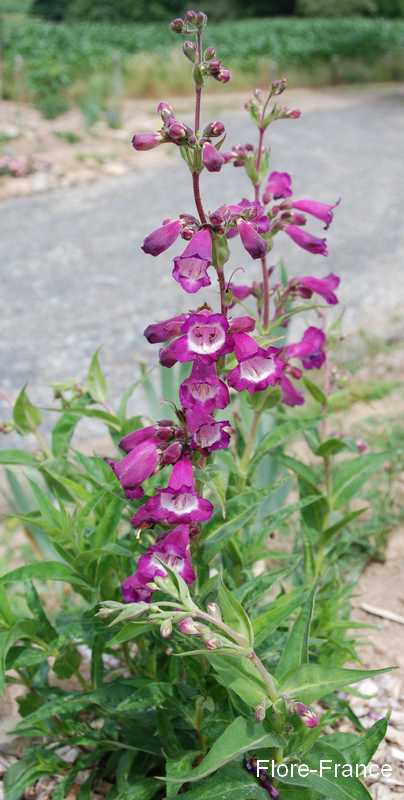 Photo Penstemon Alice Hindley