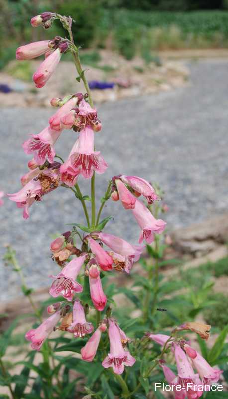 Photo Penstemon du Mexique