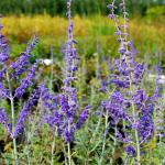 Photo Lavande dAfghanistan Blue spire