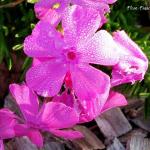 Photo Phlox Emerald cushion blue