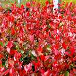 Photo Photinia fraseri purple Peter