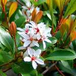 Photo Photinia glabra