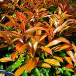 Photo Photinia serrulata