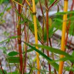 Photo Bambou aureosulcata Spectabilis