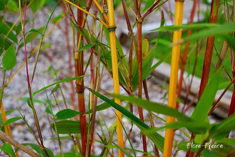 Bambou aureosulcata Spectabilis