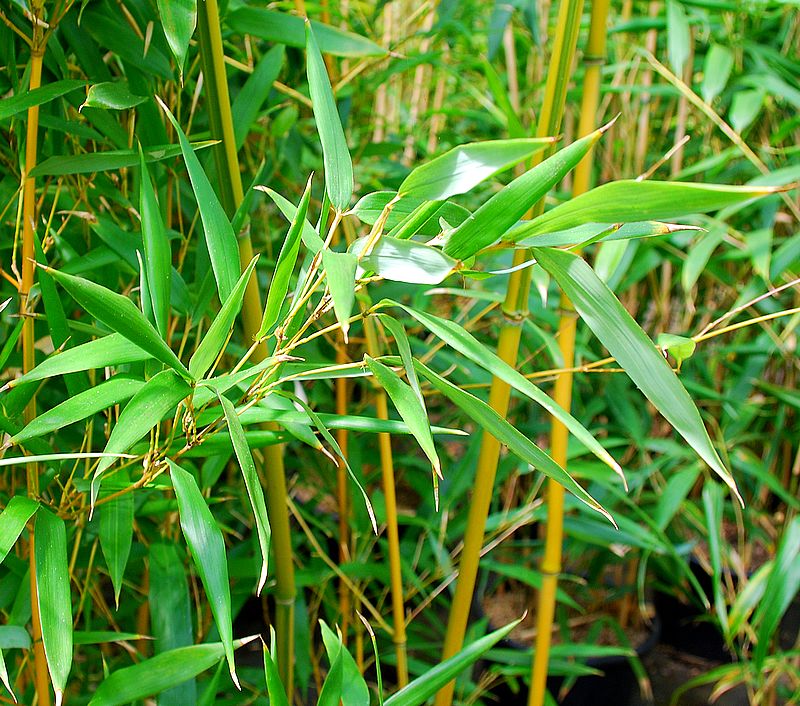Bambou bambusoides Castillonis