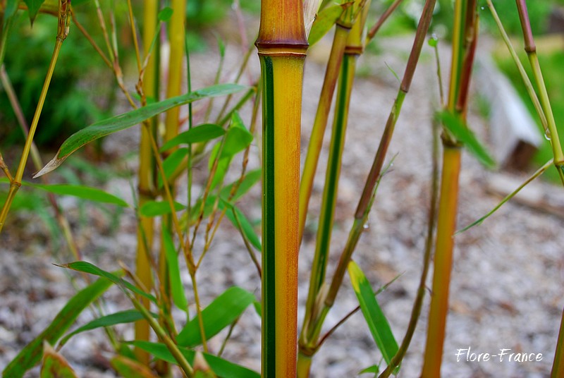 Bambou bambusoides Castillonis