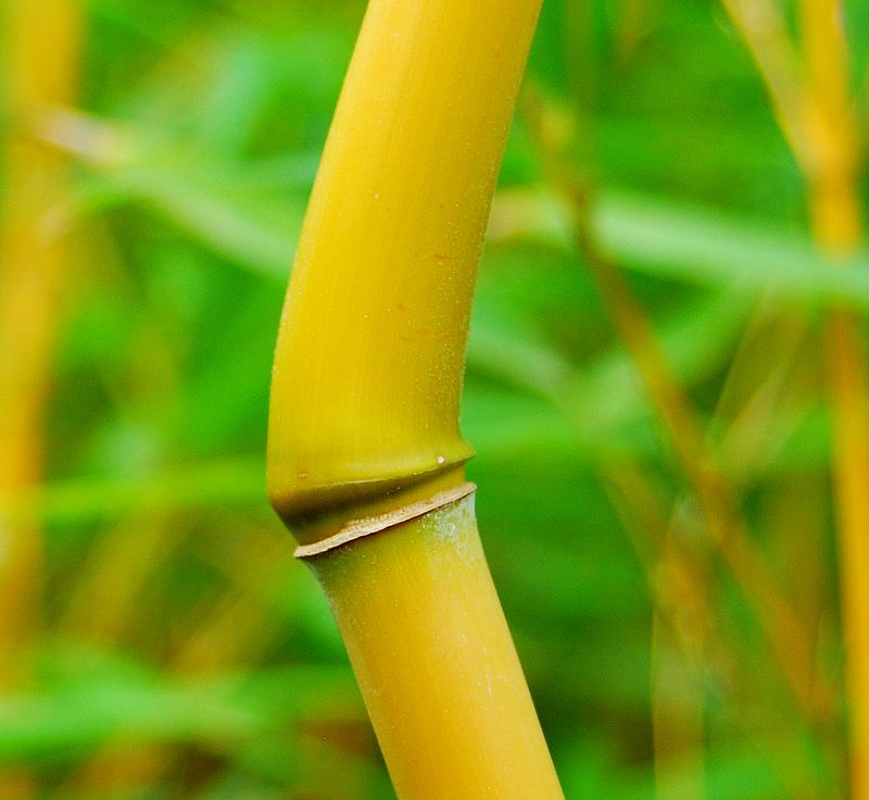 Bambou bambusoides sulphurea
