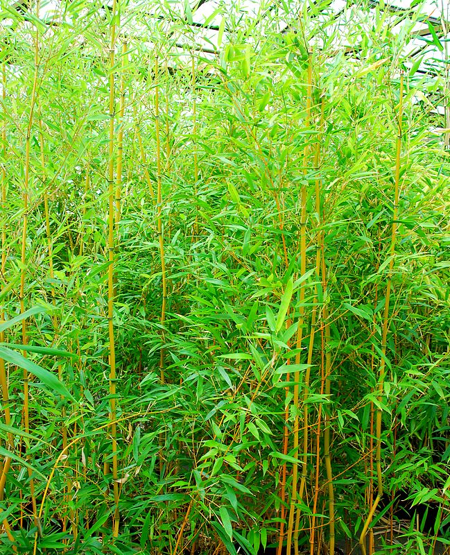 Bambou bambusoides sulphurea