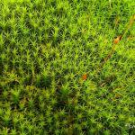 Photo Polytrichum commune