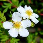 Photo Potentilla fruticosa Abbotswood