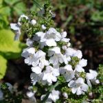 Photo Prostanthera cuneata