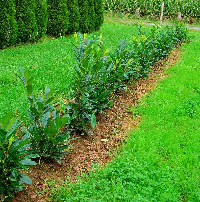 planter une haie de laurier