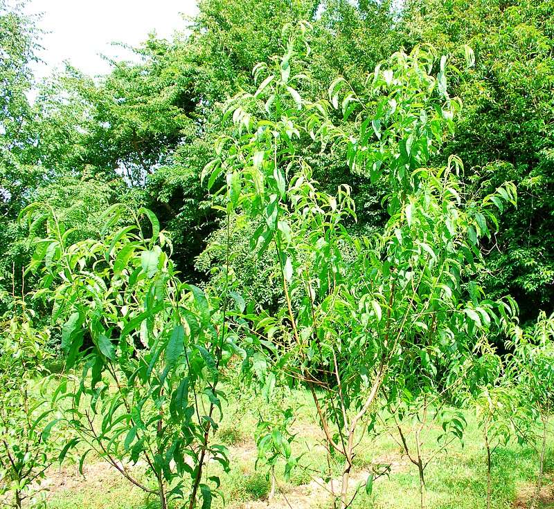 arbre du brugnon