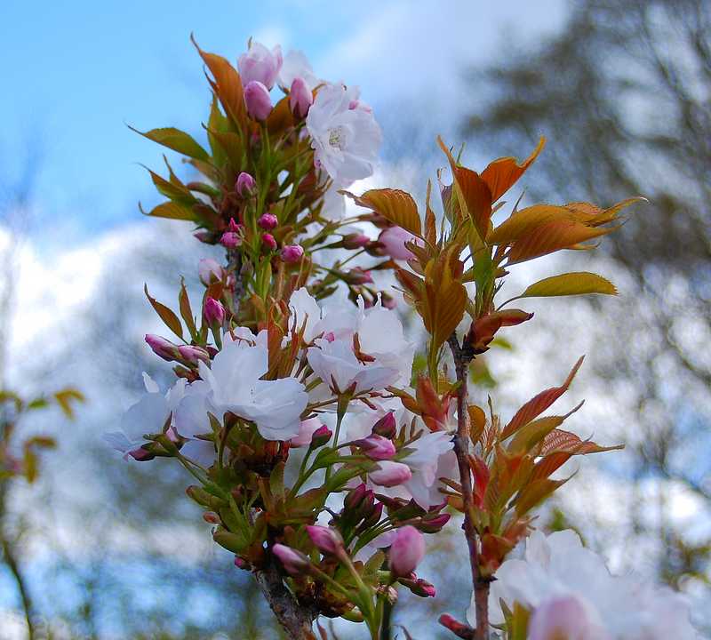 Cerisier du Japon Amanogawa