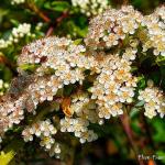 Photo Buisson ardent orange glow