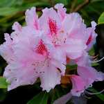 Photo Rhododendron Albert Schweitzer