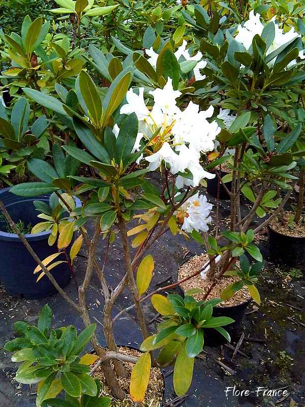 Rhododendron Cunningham s white