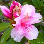 Photo Rhododendron Pink pearl