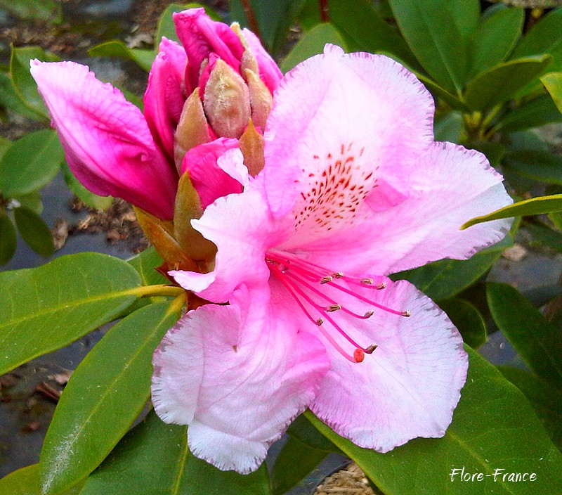 Rhododendron Pink pearl