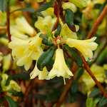 Photo Rhododendron yellow hammer