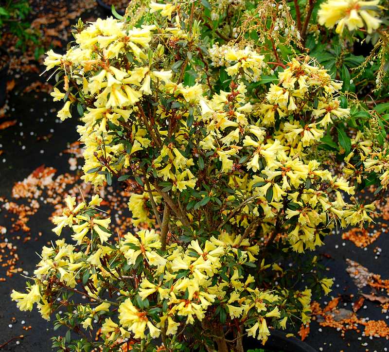 Rhododendron yellow hammer