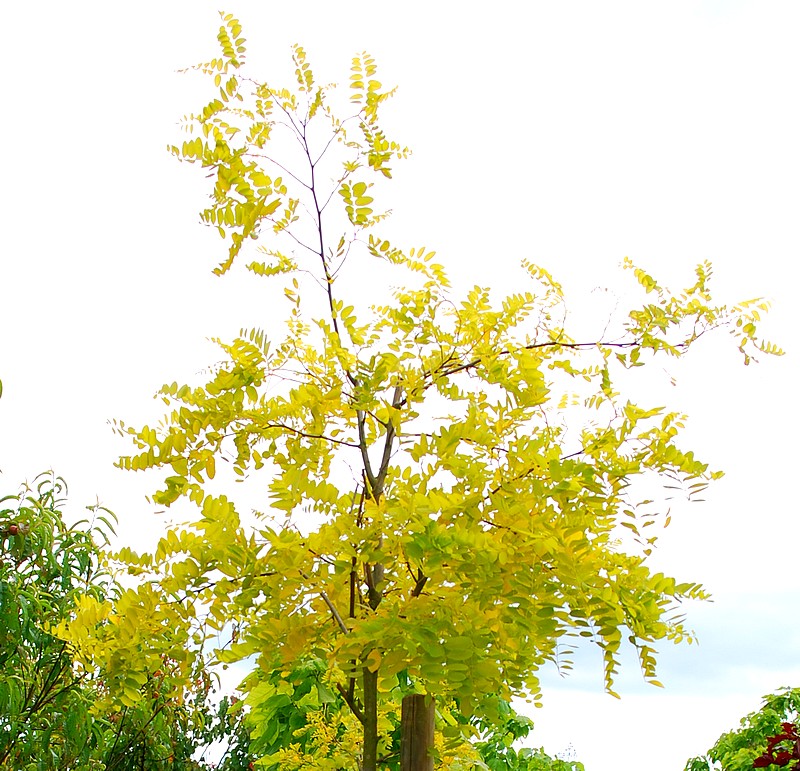 Robinier faux acacia doré