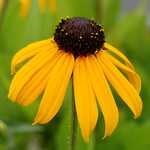 Photo Rudbeckia sullivantii Goldsturm