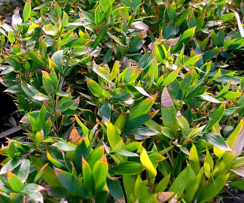 Bambou à feuilles de ruscus